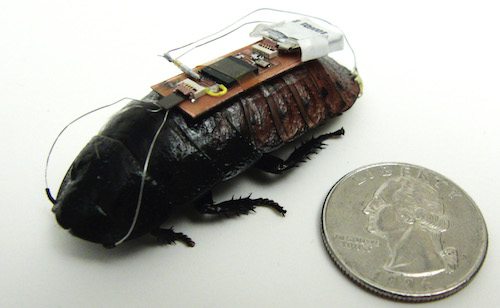 Cyborg cockroaches